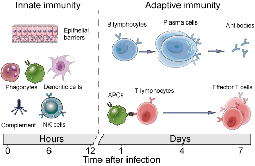Innate and Adaptive Immunity - Creative Diagnostics